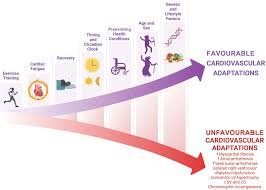 How Cardiovascular Exercise Transforms You
